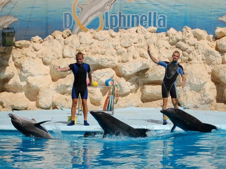 Dolphin Show & Swimming