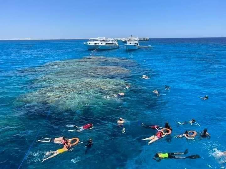 Tropical reef fish in the Red Sea